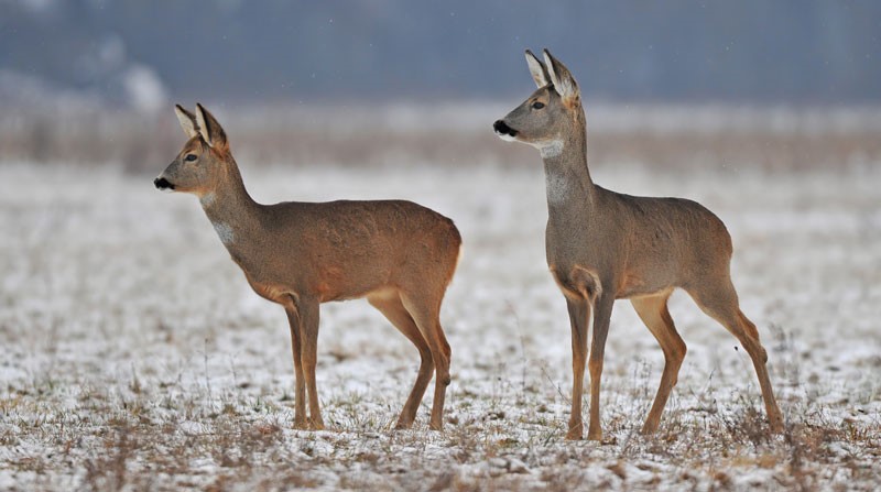Resultado de imagen de corza