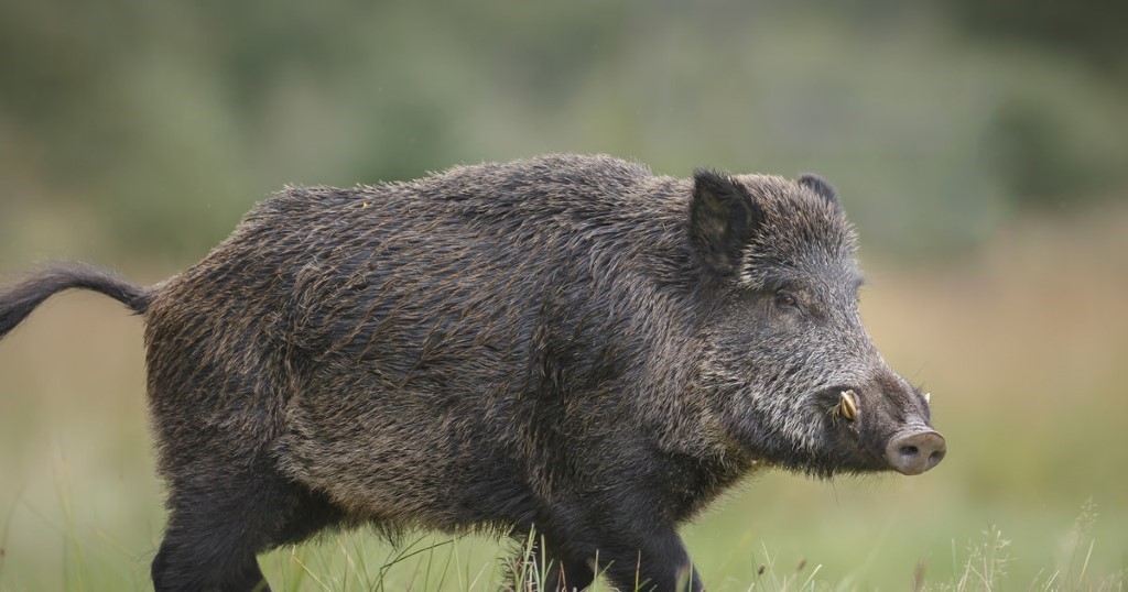 Resultado de imagen de wild boar